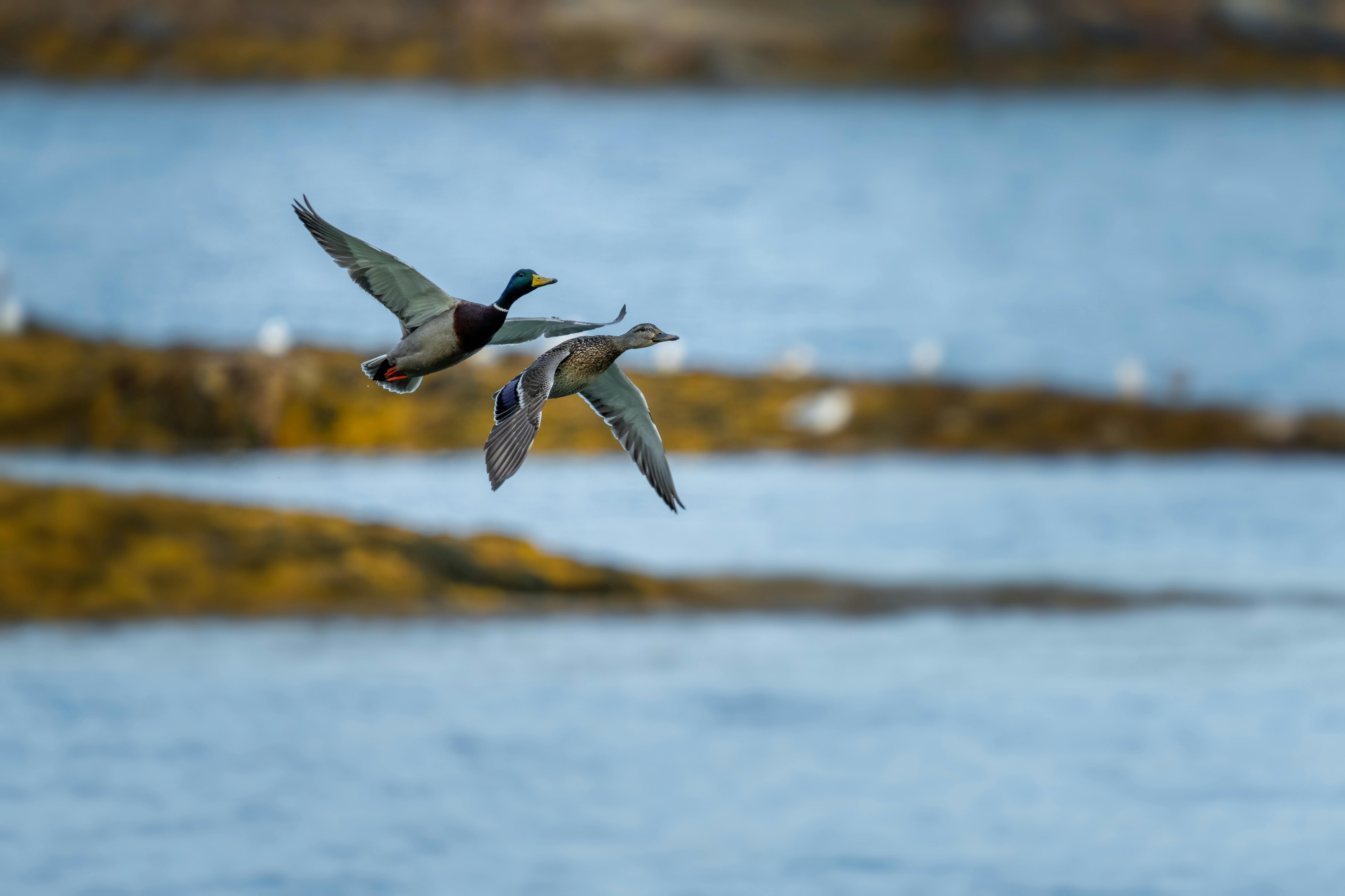 deux canards en vol