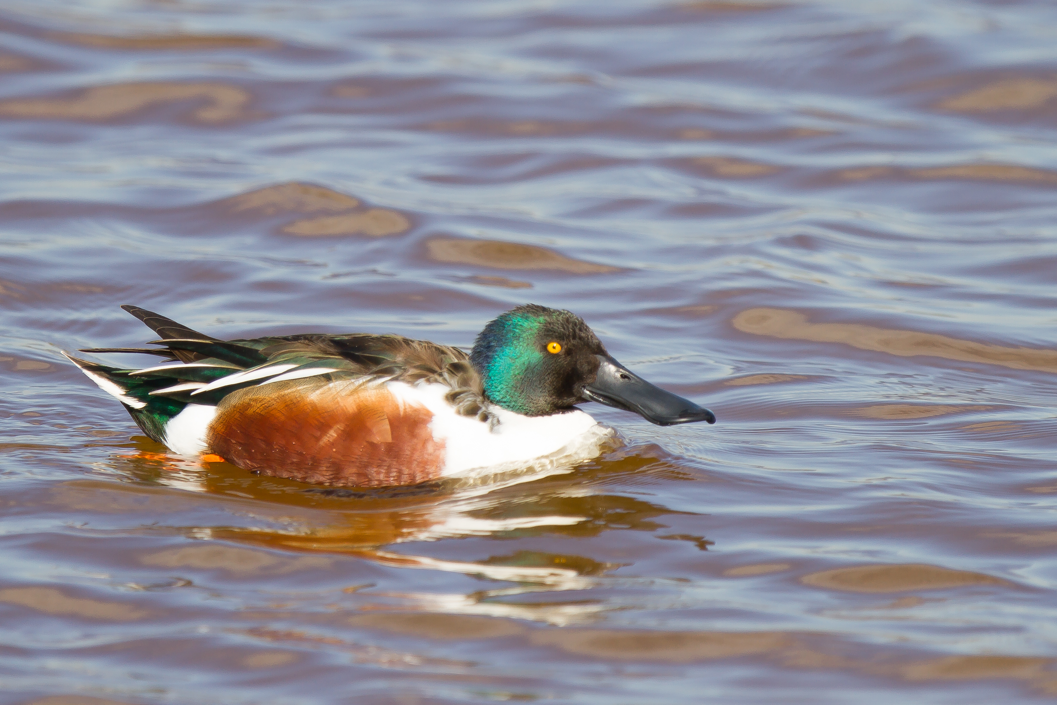 Un canard