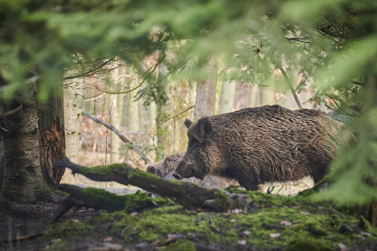 Un sanglier