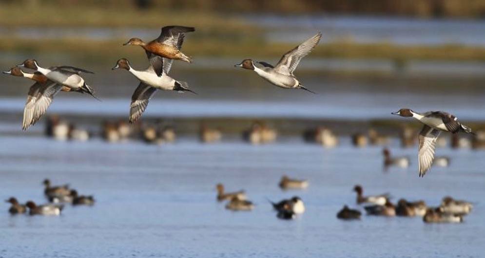 plusieurs canards colvert en vol