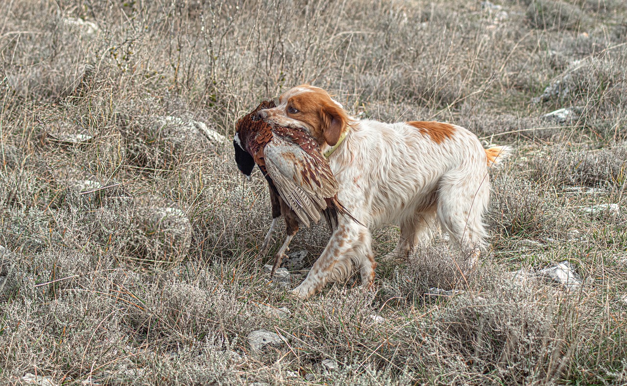 chien apportant un faisan