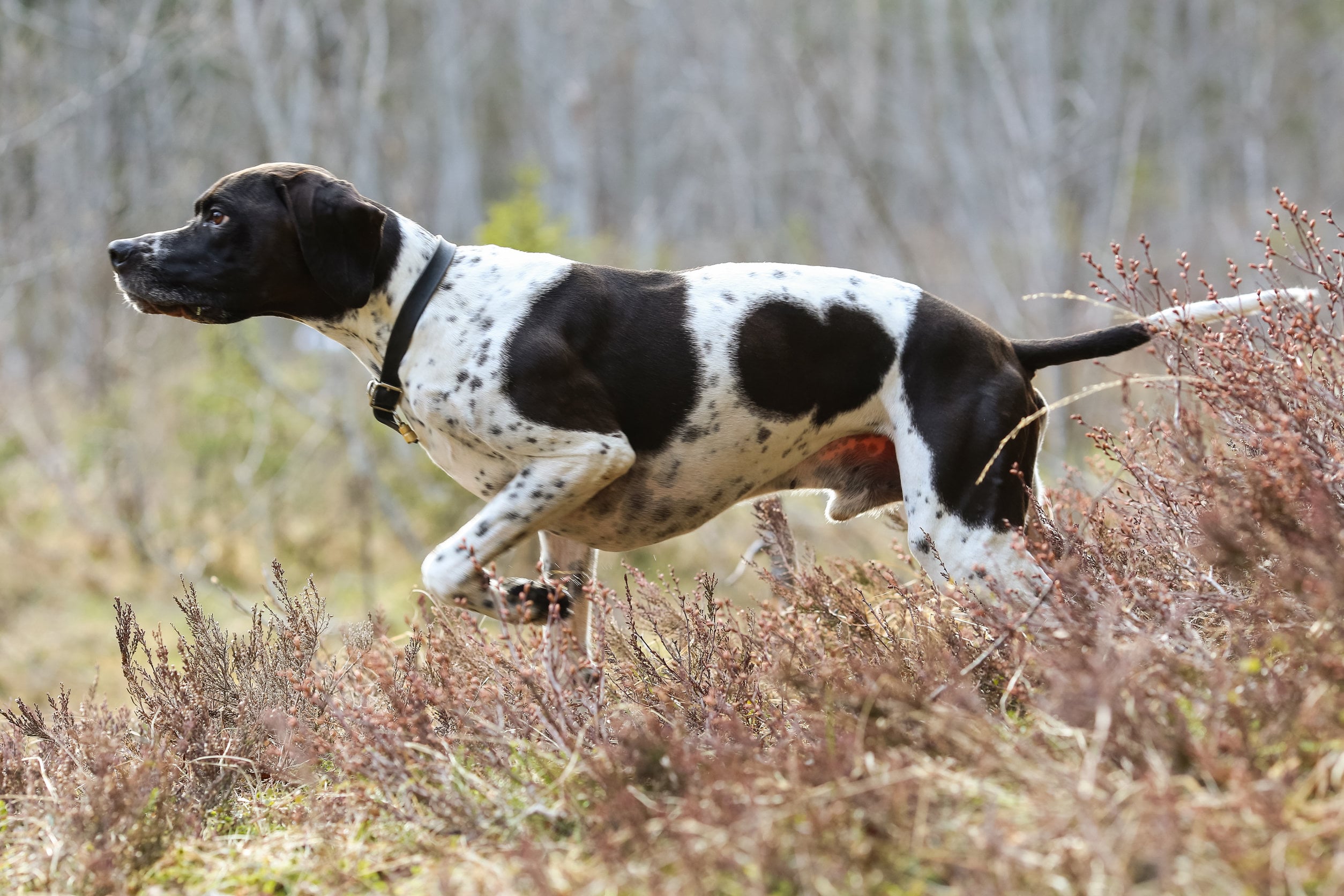 un chien à l'arrêt