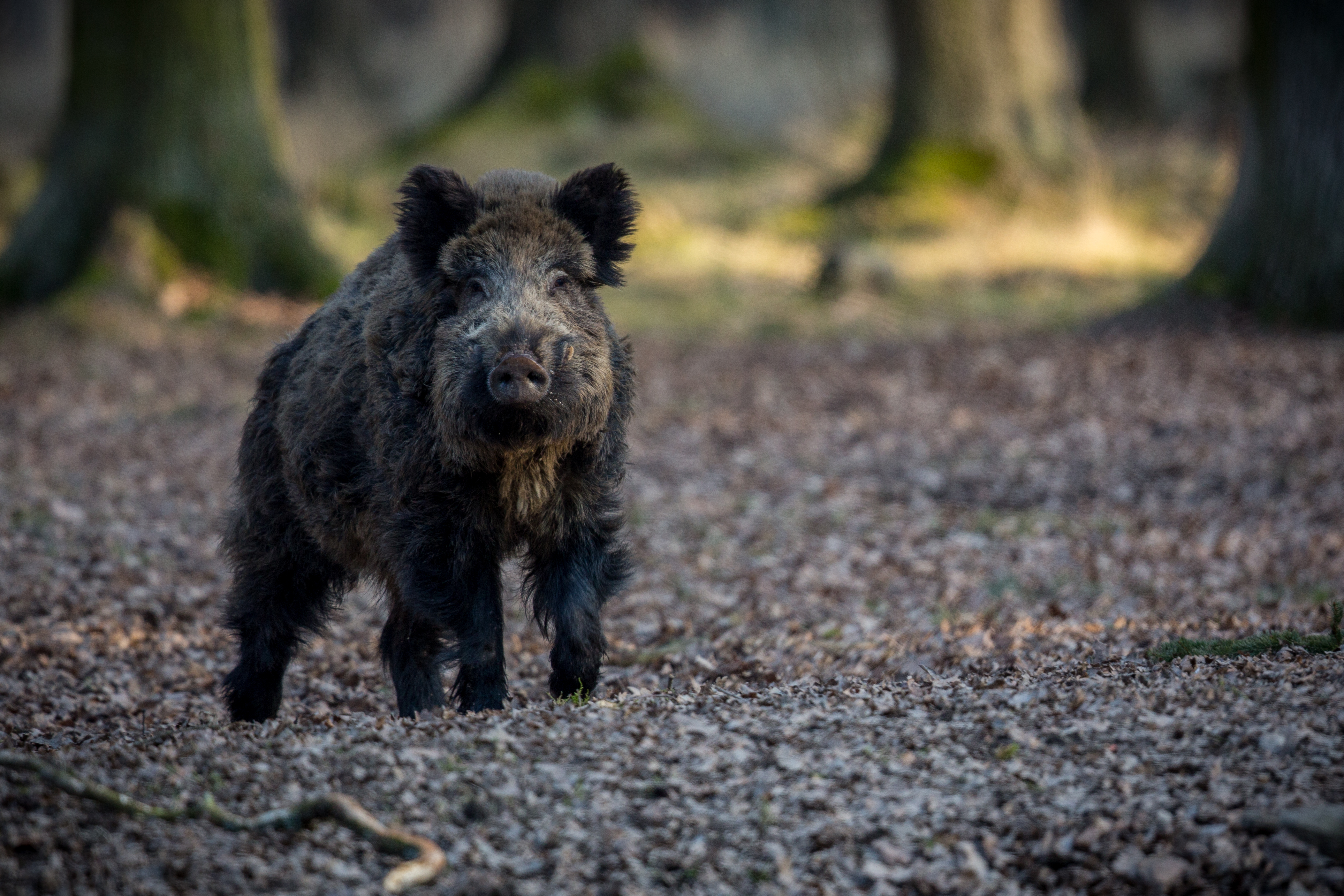 un sanglier