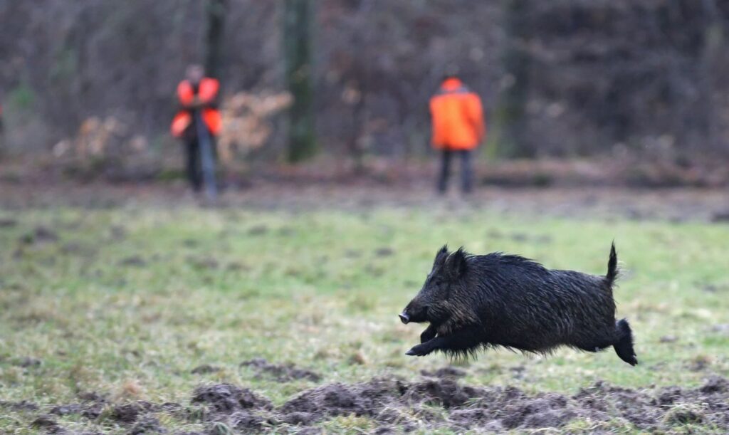 un sanglier courant dans un champ