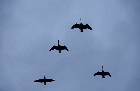 Deux canards souchet qui decollent d'un étang